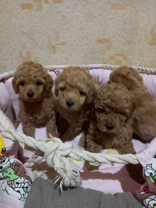 Щенки пуделя с документами.