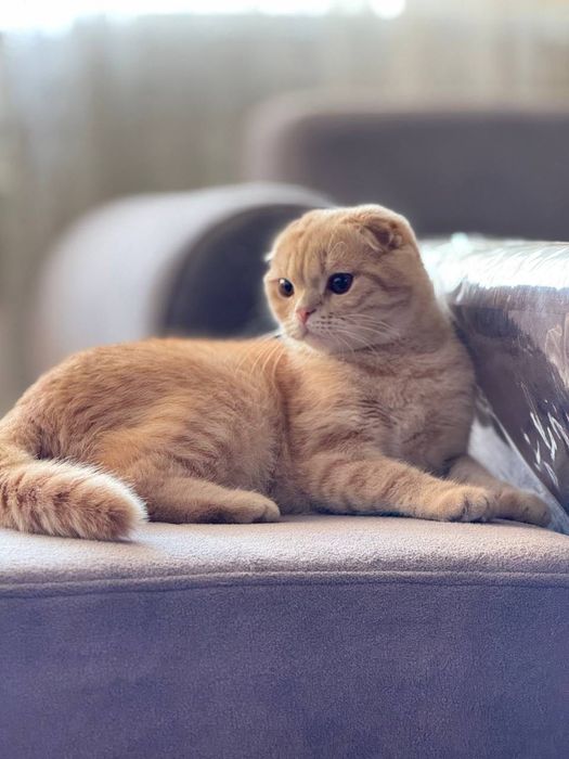 Продаётся! Шиншилла