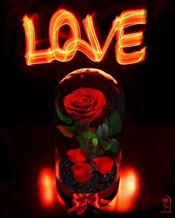 ЕСТЕСТВЕНА Вечна роза в ГОЛЯМА стъкленица / Романтичен Свети Валентин