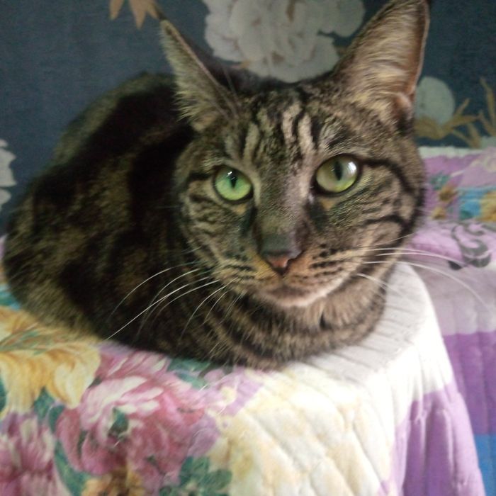 Кошка , отдаю в добрые руки