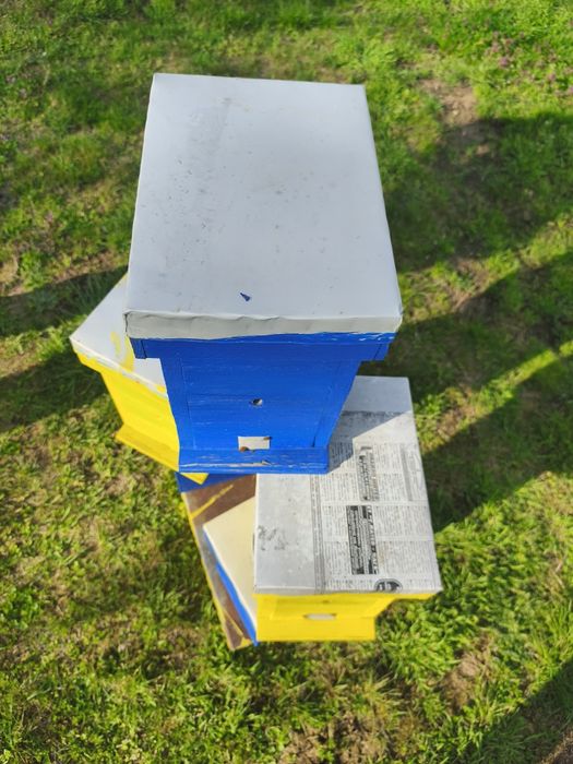 Оплодни нуклеуси