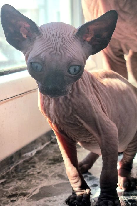 Котенца, канадски сфинкс
