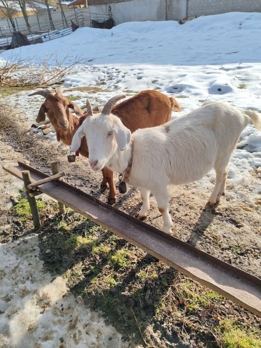 Vand capre anglo-nubian