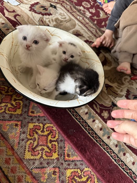 Котята породистые