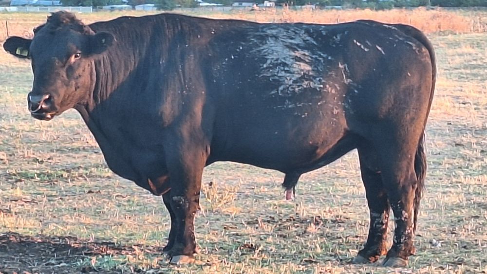 Vand taur angus cu acte