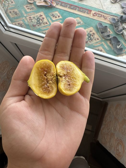 Инжир «далматский»