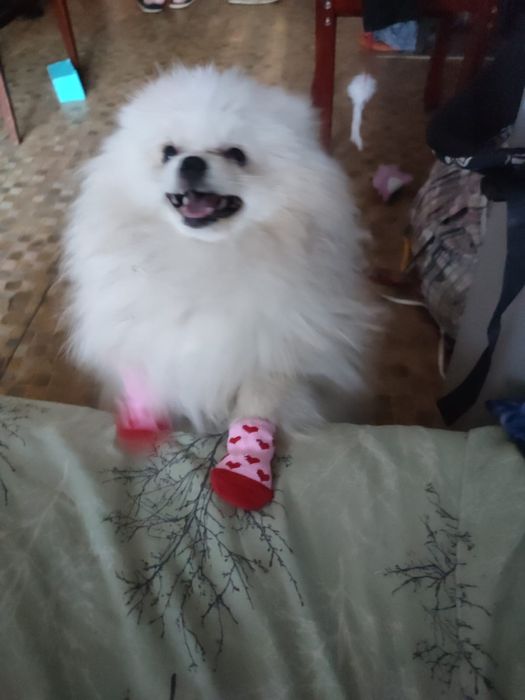 Продам померанского шпица