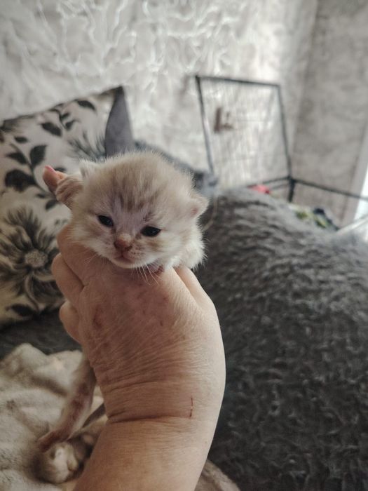 Шотландские Малыши.  На бронь .