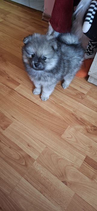 Catelus pomeranian