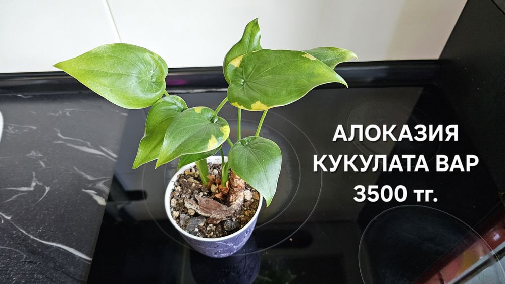 Комнатные растения