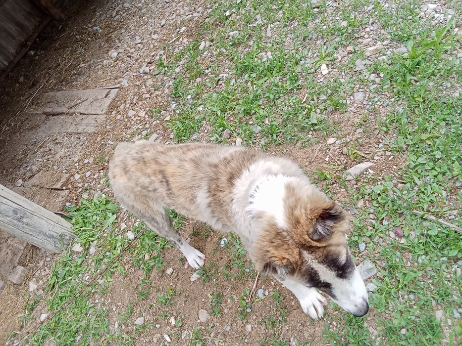 Алабай күшік сатылады