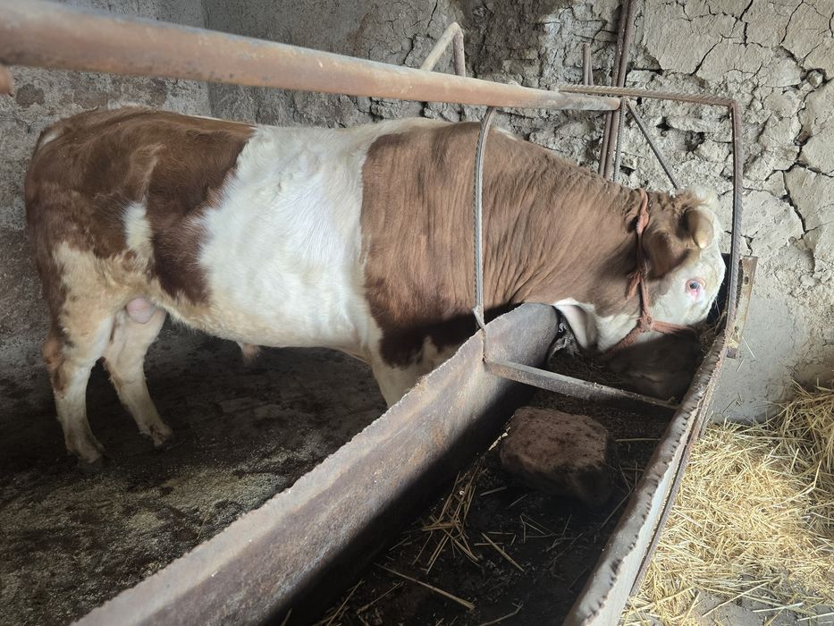 Mol mesni boqiladigon