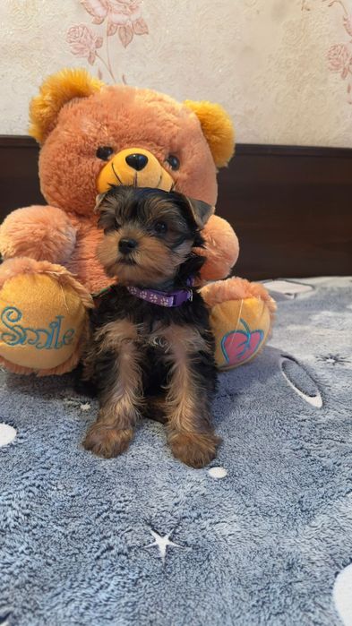 Йоркширский терьер