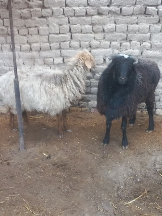 Кой хам кошкар семиз