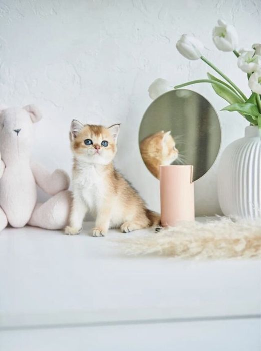 Продается золотые Шиншилы котята