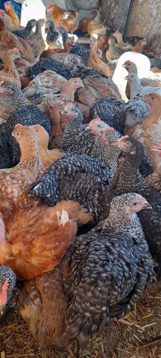 Vând pui albi de carne și rasă mixtă