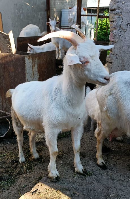 Коза Зааненская (молочная)