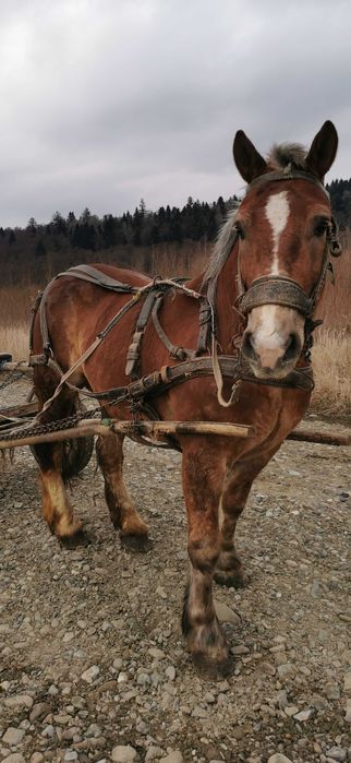 Vand cal relații la telefon