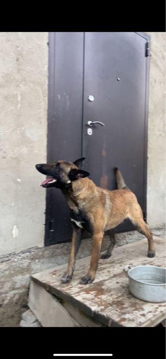 Бельгийская овчарка Малинуа