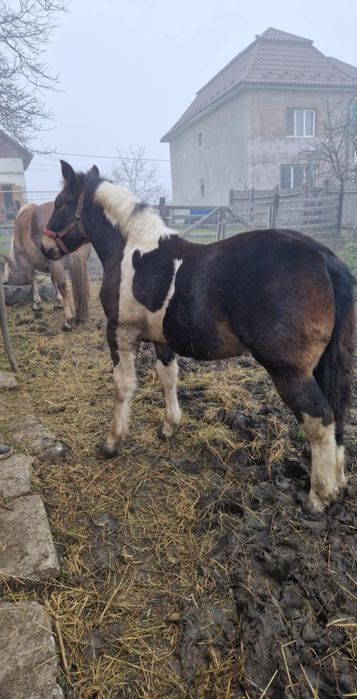 Manz tarcat de 7 luni