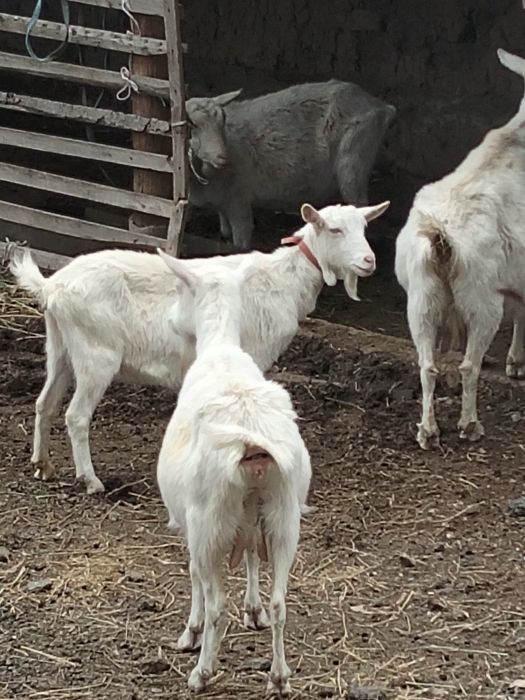 Заанен сутти ешкилер
