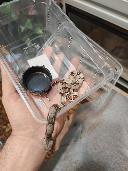 Императорский удав