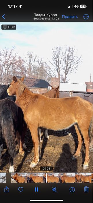 Буаз биелер сатылады