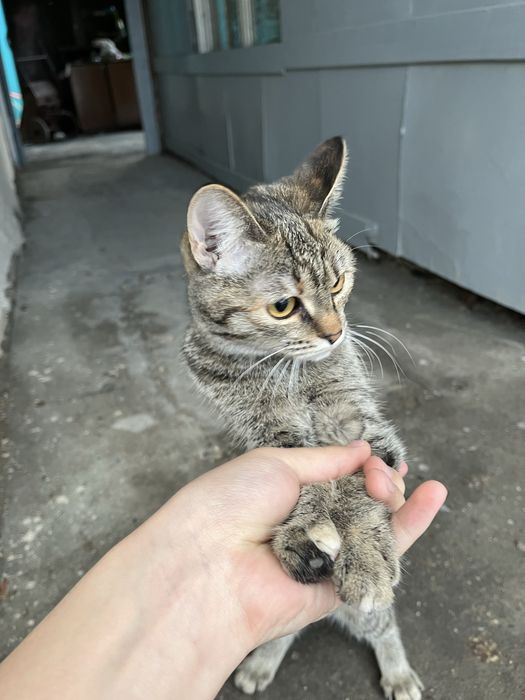 Котенок бесплатно