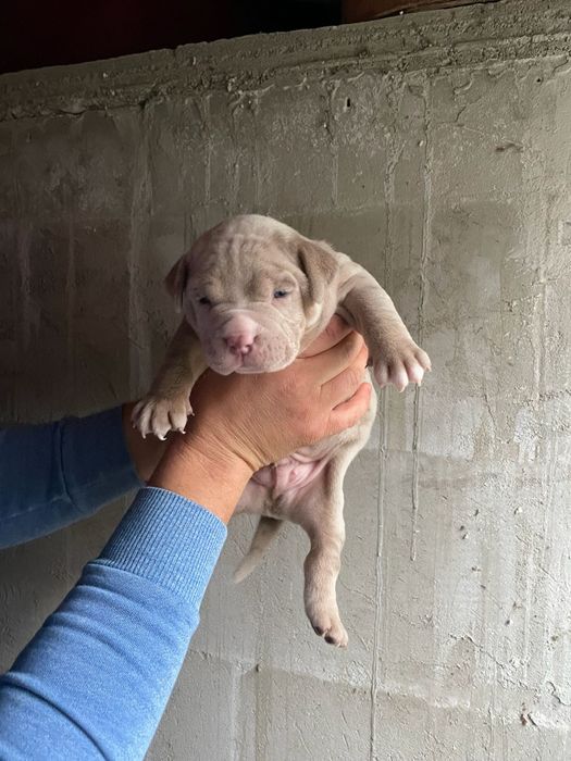 American Bully Pocket