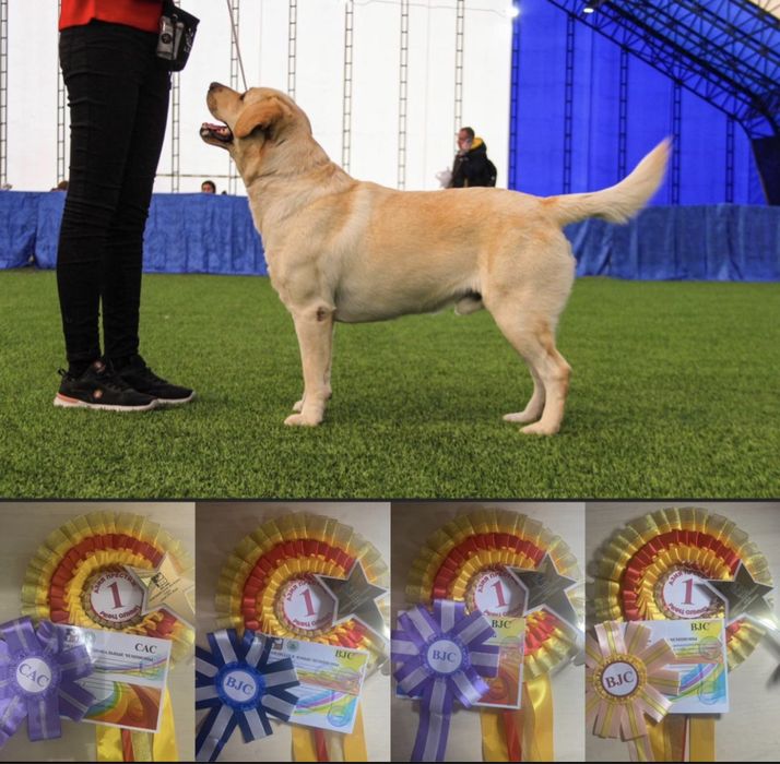 Вязка лабрадор палевый