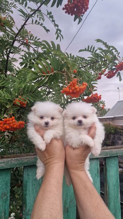 Продам белых щенков шпица,рассрочка каспи