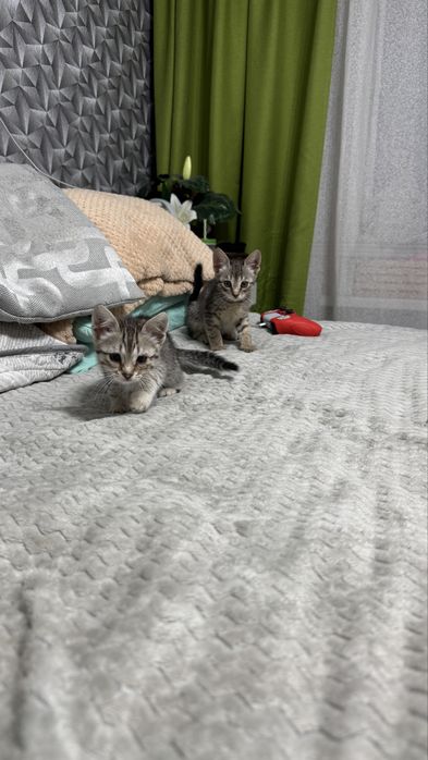 В добрый руки котята