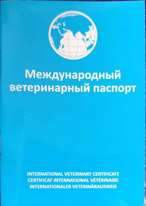 Французский бульдог