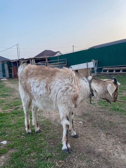 шыбыш лақ сатылады