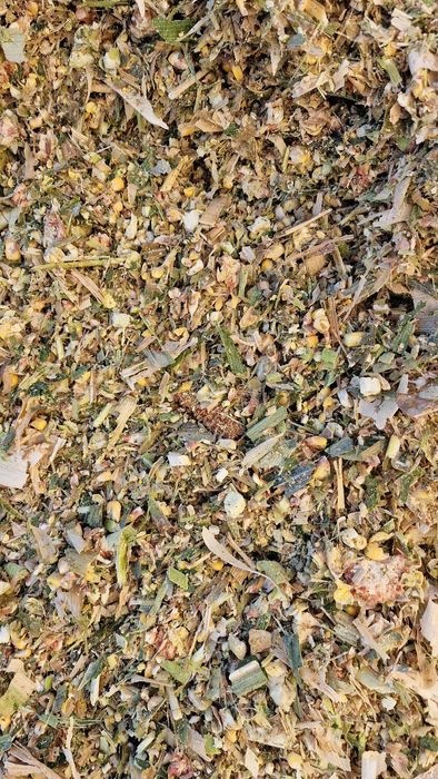 Царевичен силаж 2025