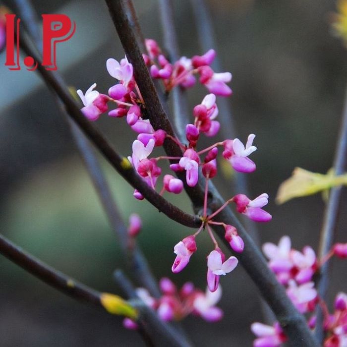 Cercis canadenisis