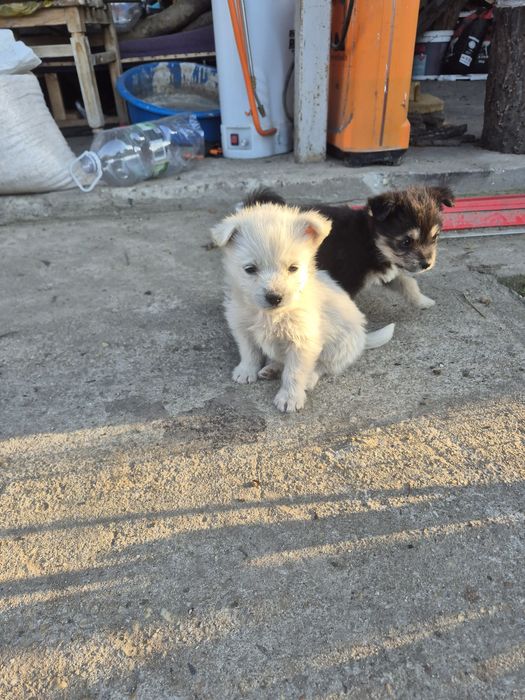 Donez catei talie medie