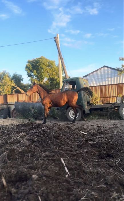 Продам тая 1,5 года