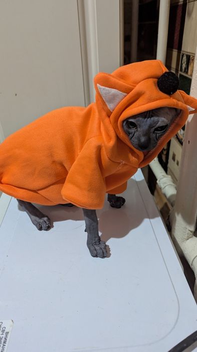 Продам котёнка сфинкса