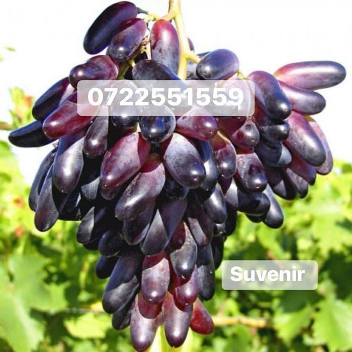 Vita de vie nobila an 3