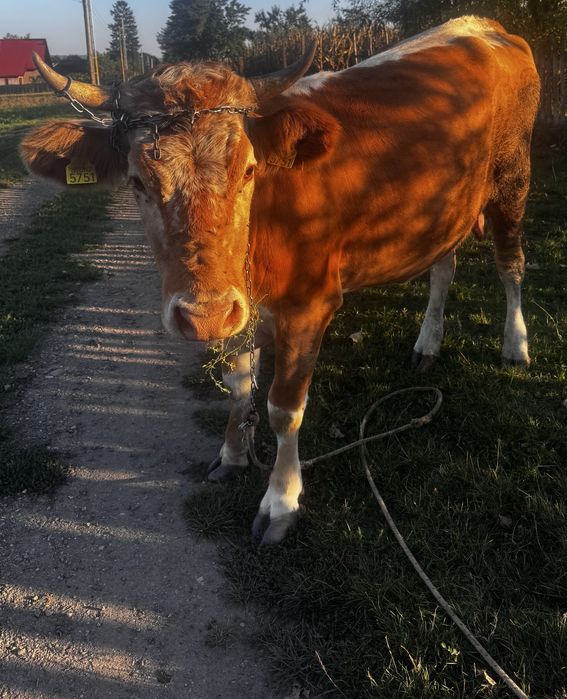 Vaca , o  fatare