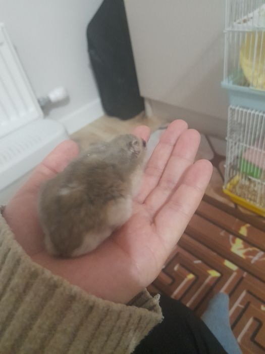 Срочно продам хомячков дешево.