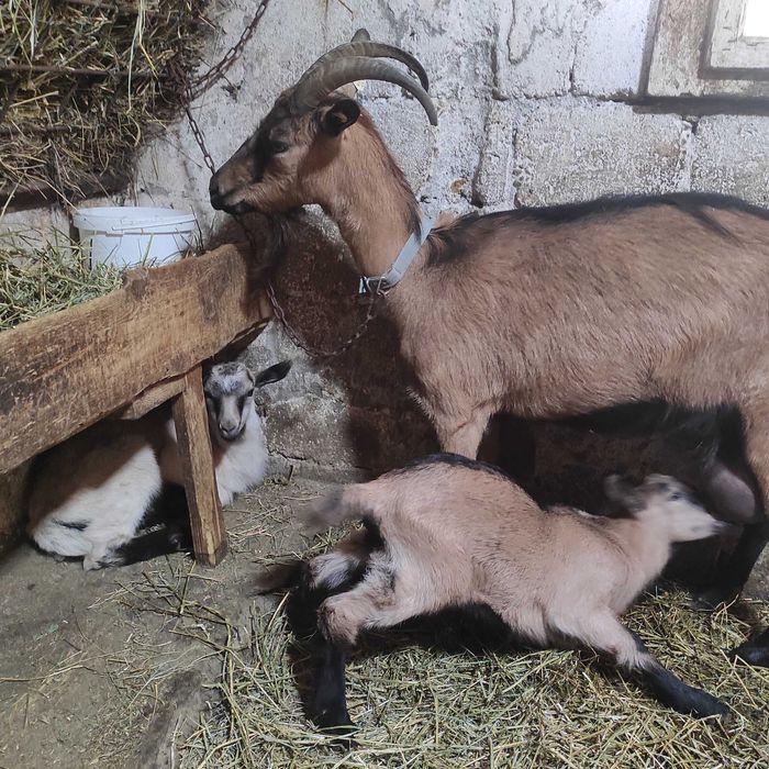 Capre Alpine de vanzare