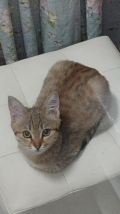 Котенок в добрые руки