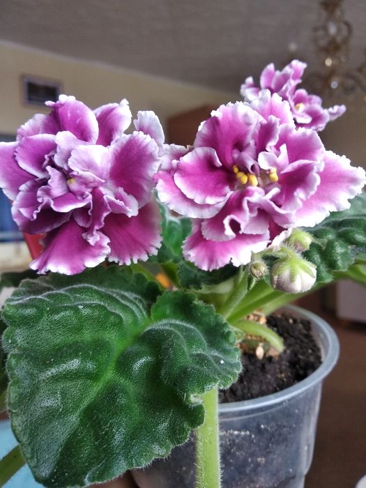 Живые цветы фиалки