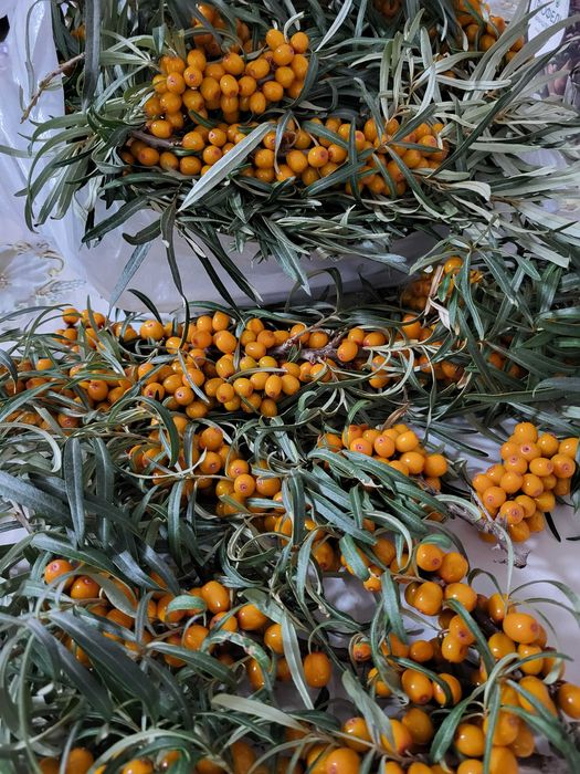 продам дачу, первая береговая линия