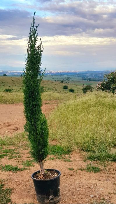 Кипарис Тотем Totem перфектни 90-100 см