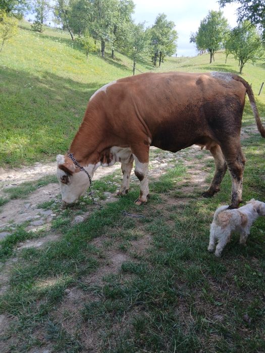 Vând vacă balțata la a doua fatare