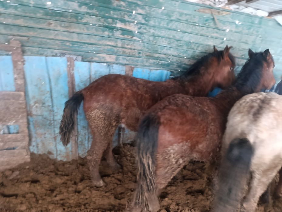 Продам полторашек жирных