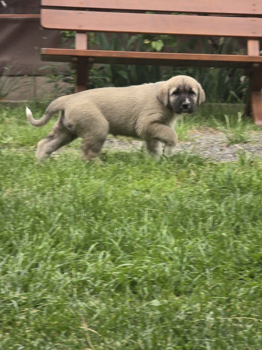 Femelă  kangal disponibila